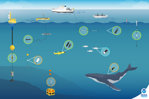 NOAA Fisheries studies marine animals by using a variety of technologies to record underwater sounds, including archival passive acoustic recordings (orange), real-time acoustic data collection (green), and active acoustics (blue). Credit: NOAA FIsheries