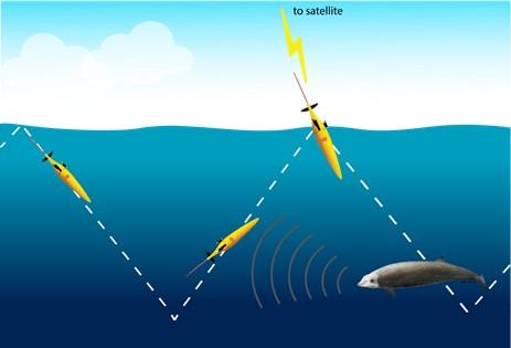 Schematic showing typical glider operation. Credit: NOAA Fisheries/Selene Fregosi